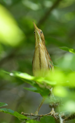 American Bittern