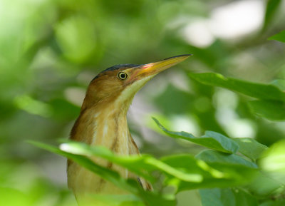 American Bittern