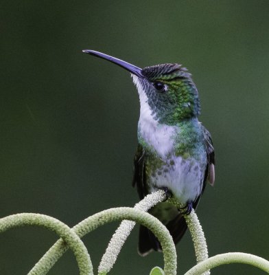 White-chested Emerald