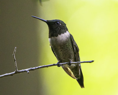 Black-Chinned Hummingbird