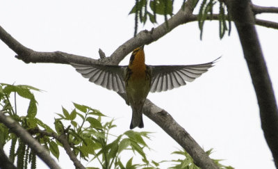 Blackburnian Warbler