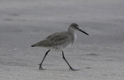 Dunlin