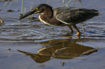 Green Heron