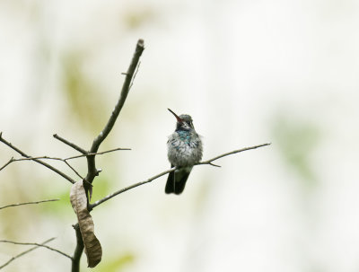 Broad-Billed Hummingbird   immature male
