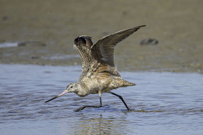 Marbled Godwit