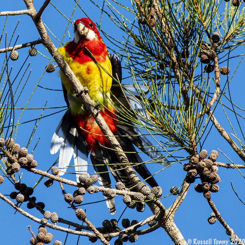 Rosella