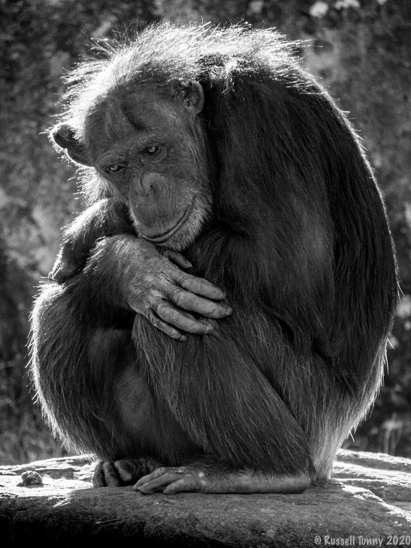 Sad Chimpanzee