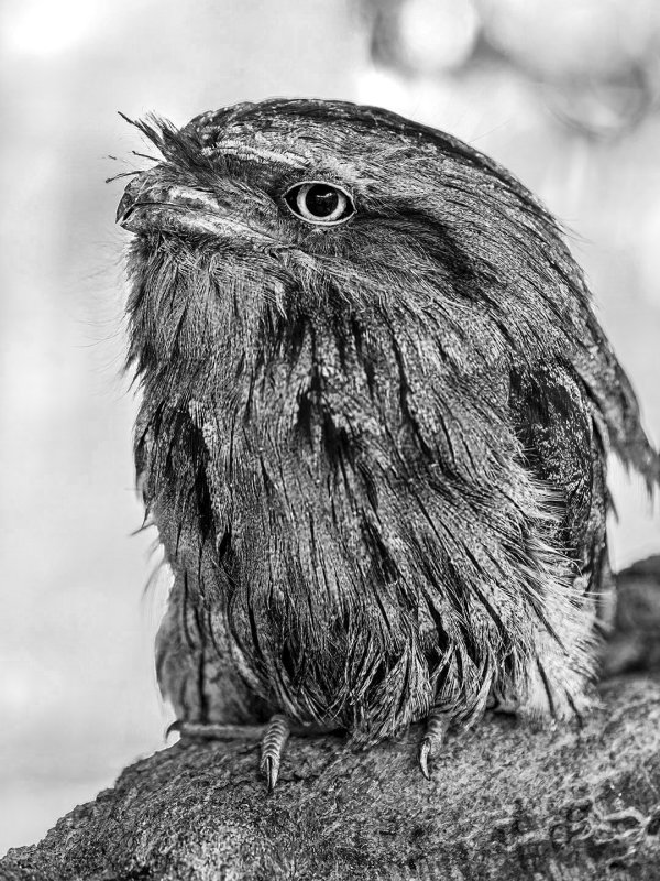 Tawny Frog Mouthed Owl