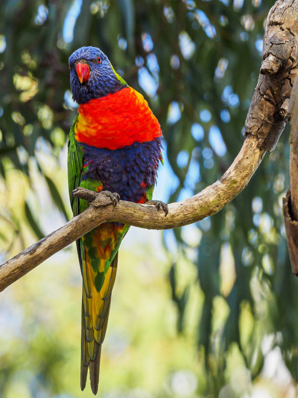 Rainbow Lorikeet