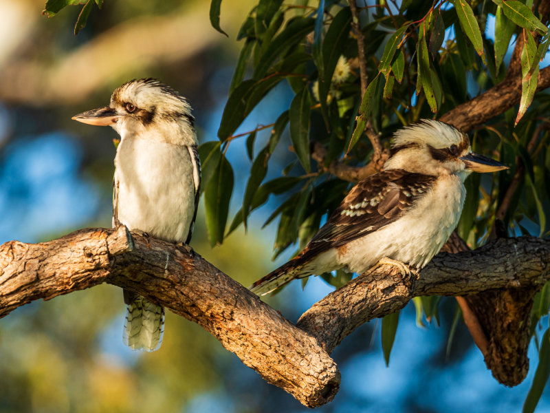 Kookaburras