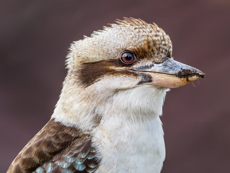 Kookaburra