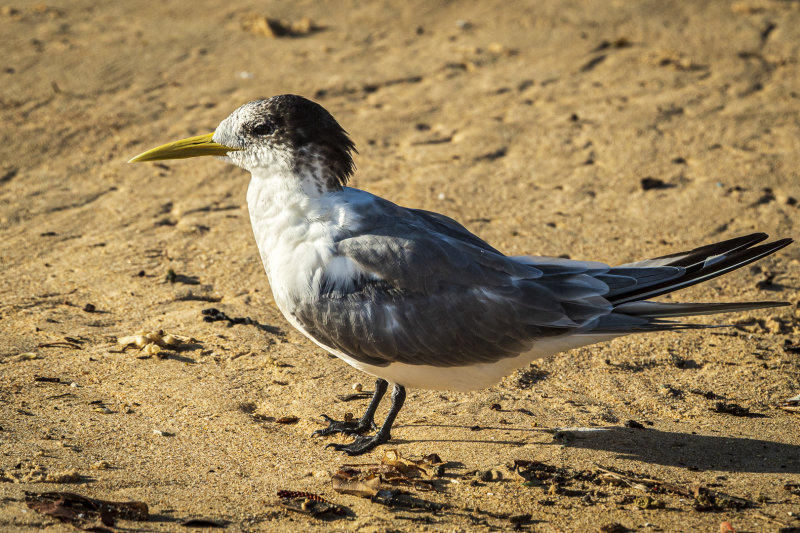 Tern