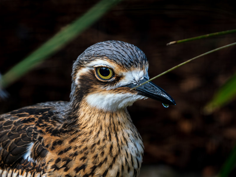 Bush Stone Curlew