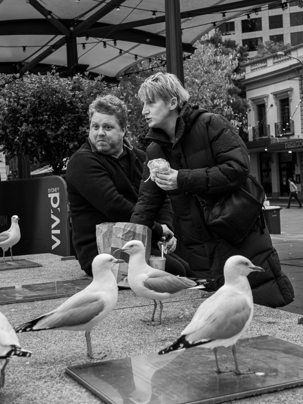Hungry Gulls, Hungry Tourists