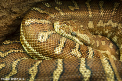 Centralian  Carpet Python