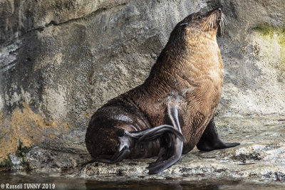 Austraian Fur Seal