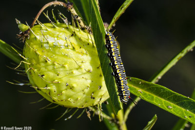 Monarch Caterpillar and Milkweed Seedpod