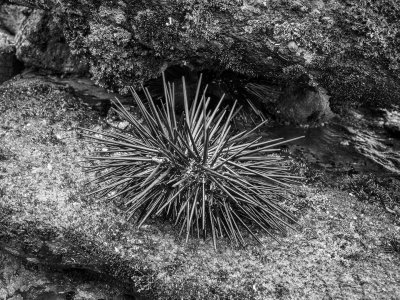 Sea Urchin
