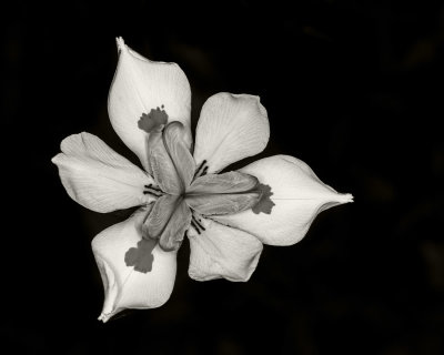 Native Iris