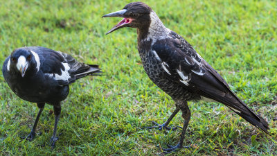 Juvenile Magpie with Adult Magpie