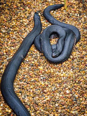 Red Bellied Black Snakes