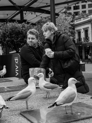 Hungry Gulls, Hungry Tourists