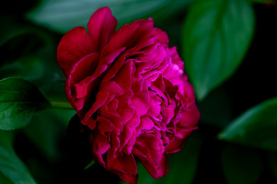 flora