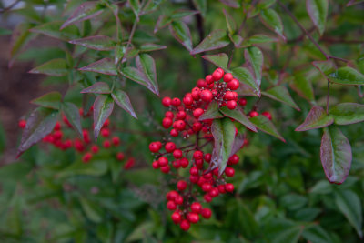 flora
