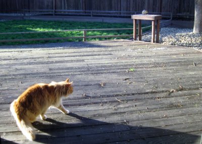 Kittie Kittie on the Back Yard Deck