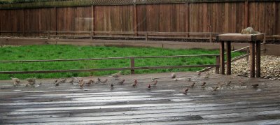 Lots of Bird Friends Show for the Morning Scattering of Sunflower Seeds 