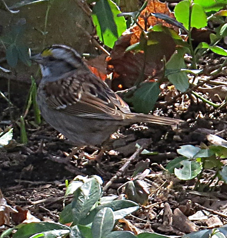 White Throated Sparrow Feeding