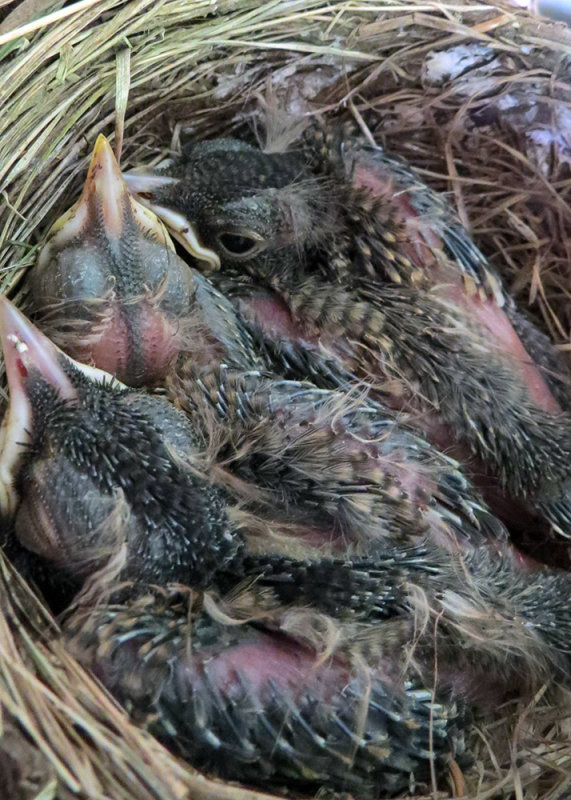 Three Hatched Eggs, Baby Robins