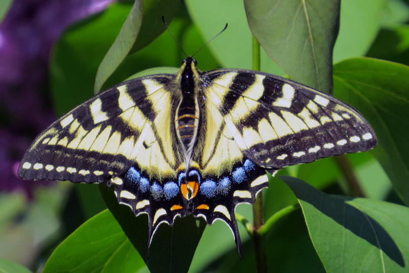 Yellow  Swallowtail on the lilac a couple of days ago