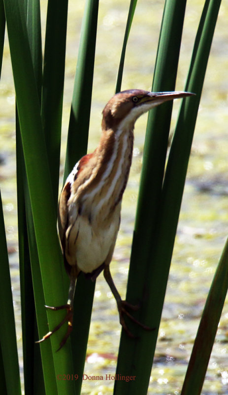 Least Bittern Behind Walmart!!!