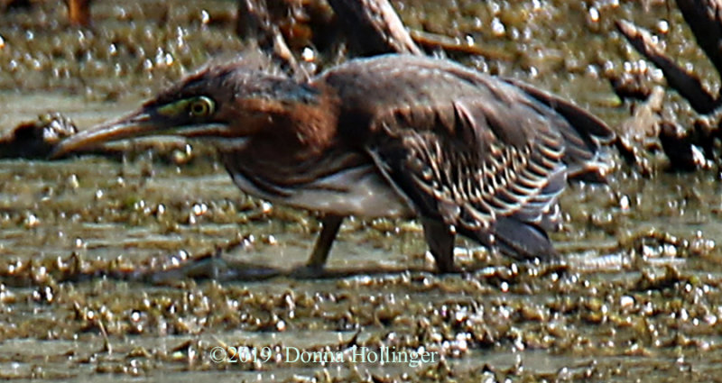 Immature Green Heron Foraging