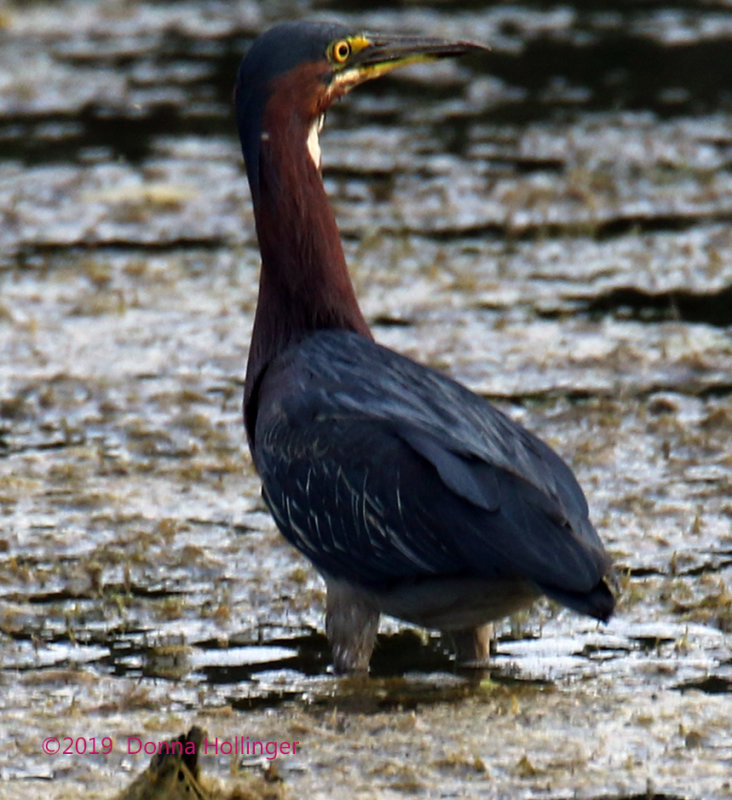 Green Heron   
