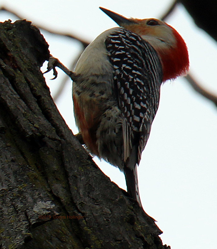 Red Bellied Woodpecker in Archie's Maple
