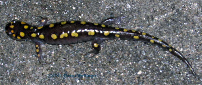 Ambystoma maculatum, Yellow spotted salamander