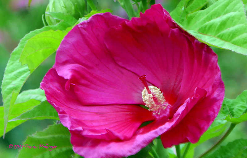 Fuschia Hibiscus Flower in My Garden