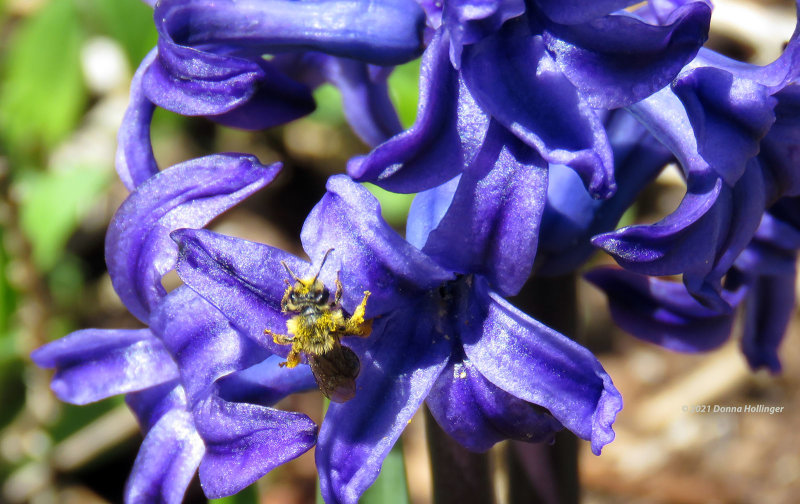 My Hyacinths were covered in Bees
