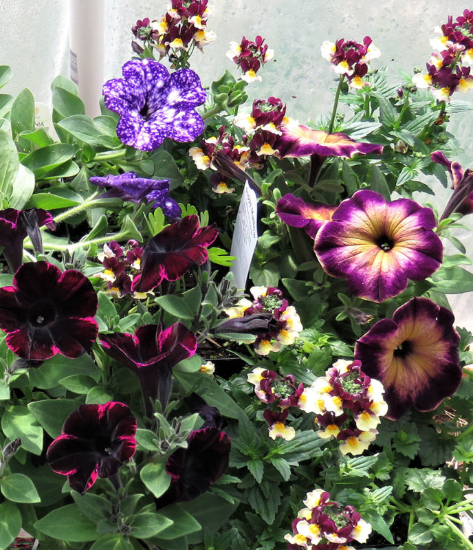 Purple petunias and verbena this last spring 2021