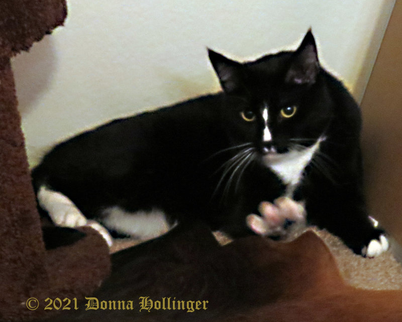 Zucco is JonCarlos kitty and he was a little shy with me