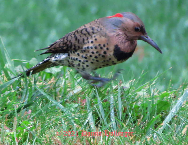 He was looking for ants near the cherry tree.
