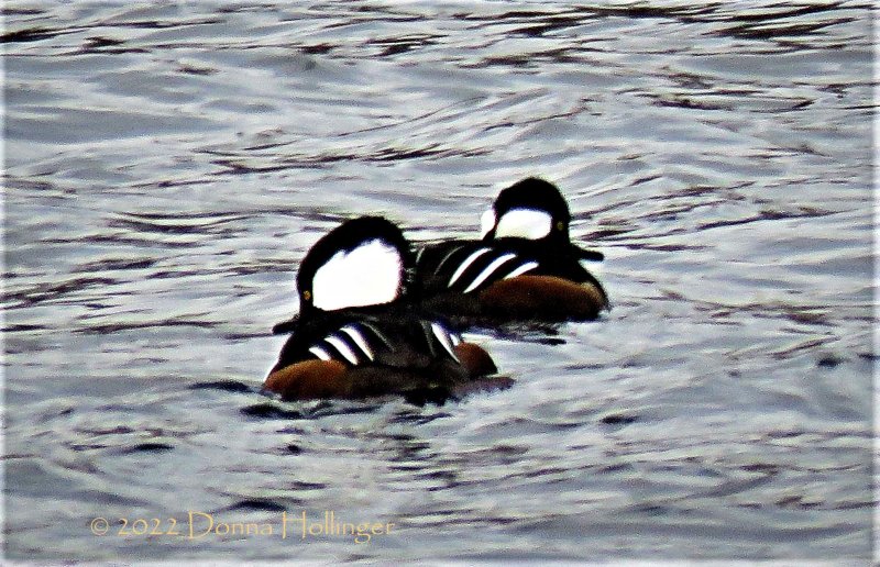Two Hooded Mergansers