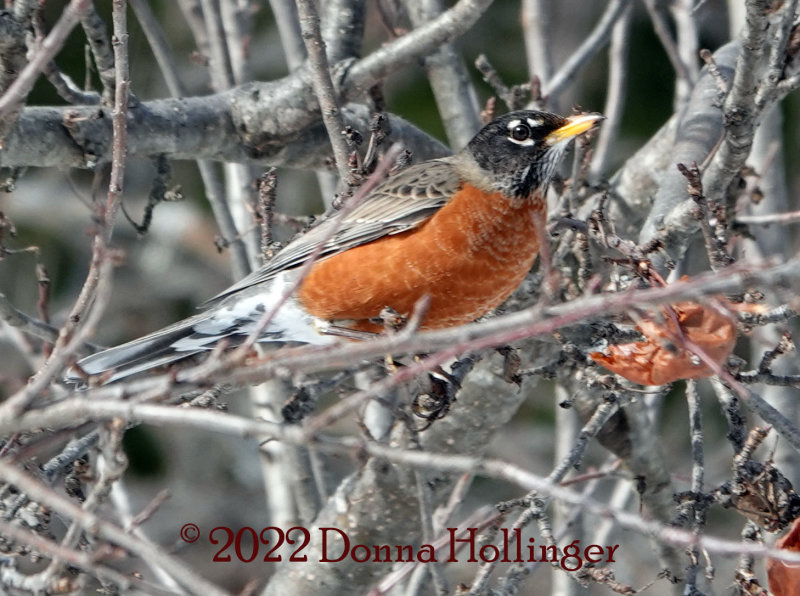 Robins eating apples