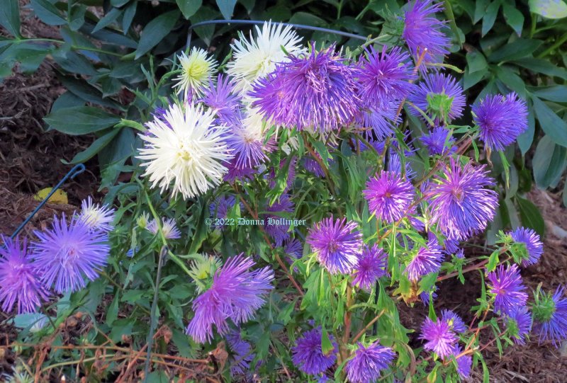 Special chrysanthamum flowers surviving in my garden