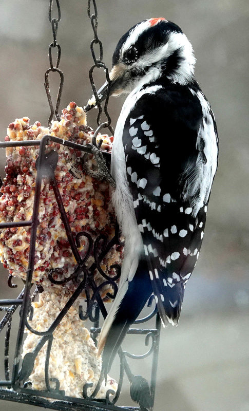 Hairy Woodpecker feeding on suet