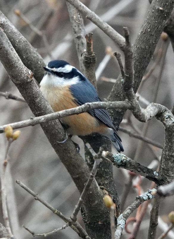 Red breasted Nuthatch Waiting 