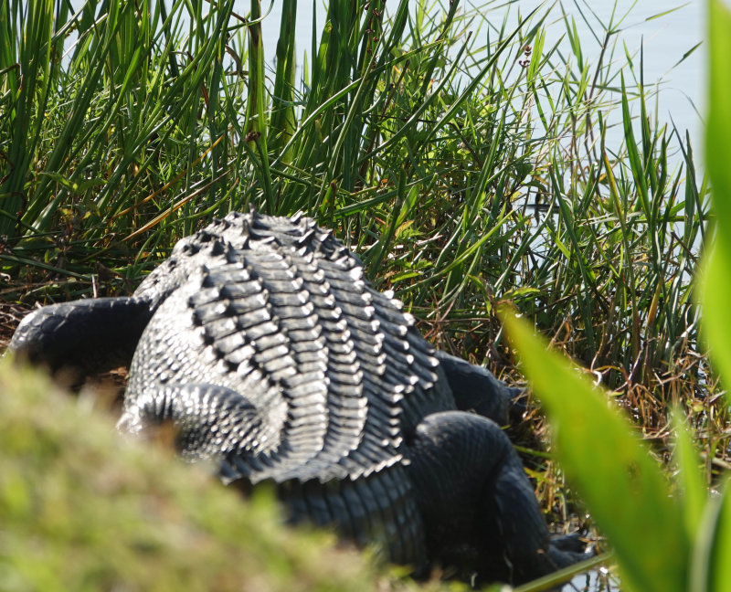 Alligator at Carolyns house