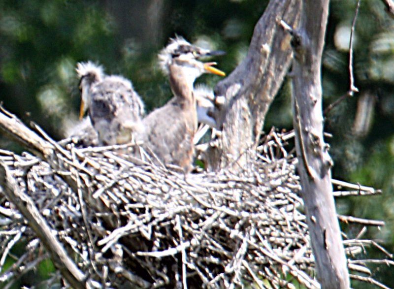 Blurry...but they were jumpy!